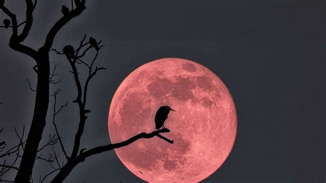 vollmond juli 2022|Vollmond, Neumond, Supermond und Blutmond: Alle wichtigen Termin.
